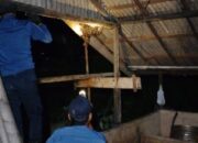 Petugas Damkar Evakuasi Ular Sanca Liar dari Rumah Warga di Desa Sejahtera